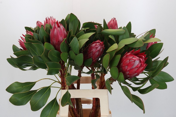 Protea Cynaroides Madiba