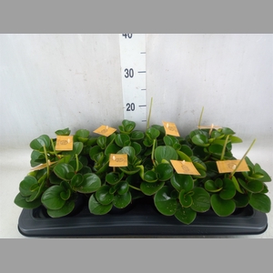 Peperomia obt. 'Obtipan'