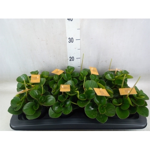 Peperomia obt. 'Obtipan'