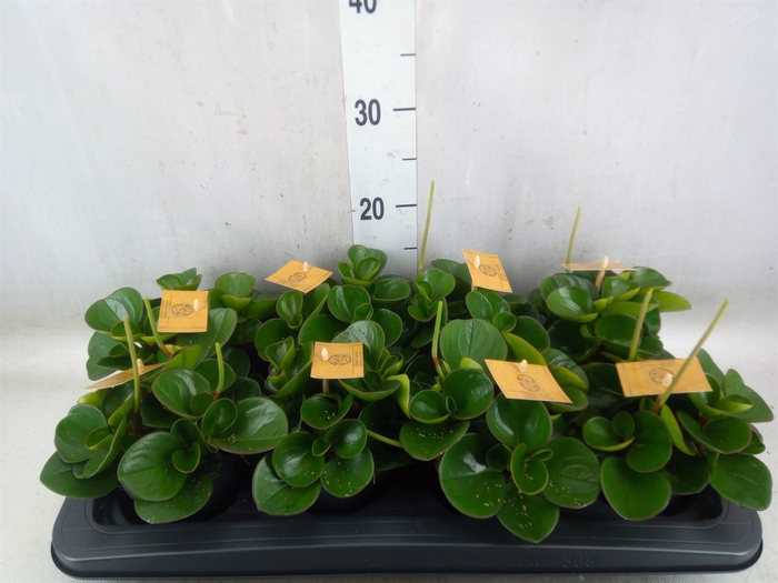 <h4>Peperomia obt. 'Obtipan'</h4>