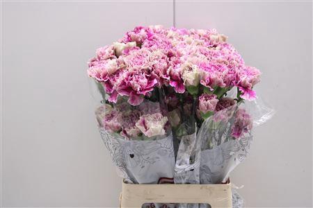 <h4>Di St Antigua</h4>