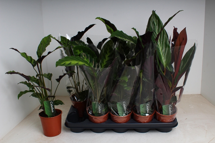 <h4>CALAT GEM 4 SRT</h4>