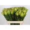Leucadendron Goldstrike