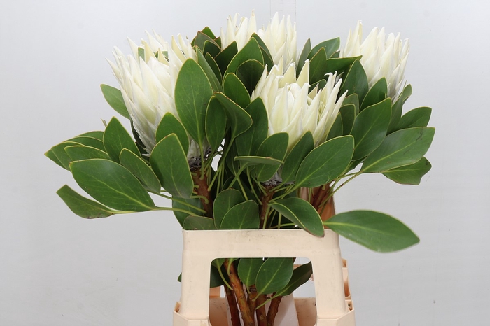 <h4>Protea Cyn. Ayoba Arctic Ice</h4>