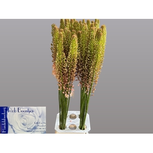 EREMURUS MACARENA