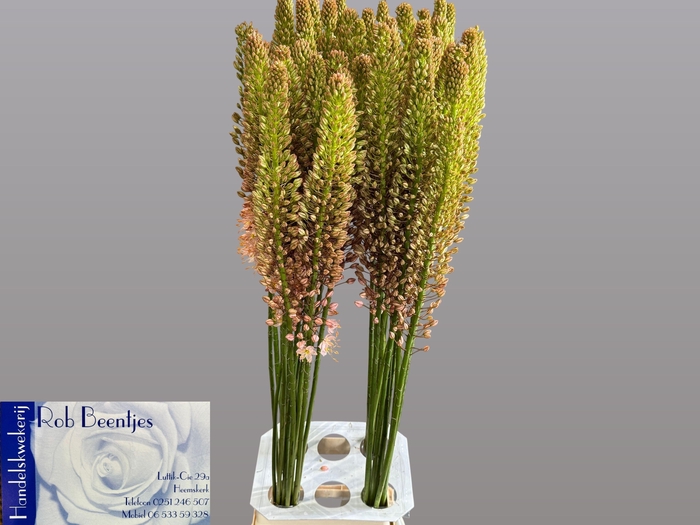 <h4>EREMURUS MACARENA</h4>