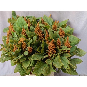 AMAR CR HOT BISCUITS