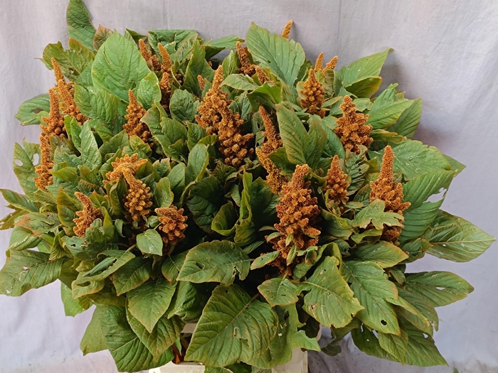 <h4>AMAR CR HOT BISCUITS</h4>