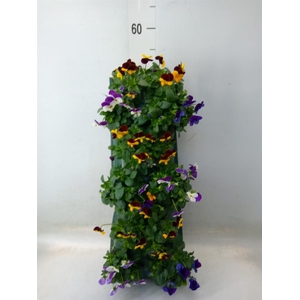 Viola corn. 'Evo Mini'   ...mix