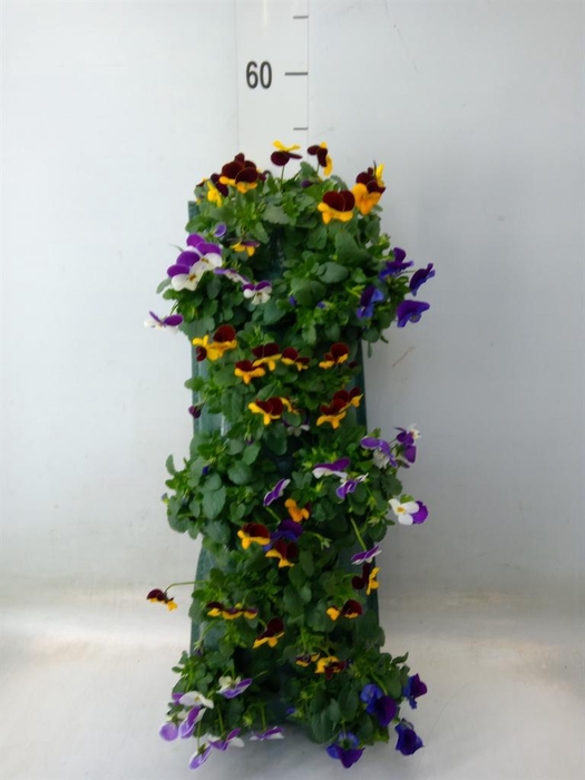 <h4>Viola corn. 'Evo Mini'   ...mix</h4>