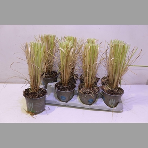 Corta Selloana White