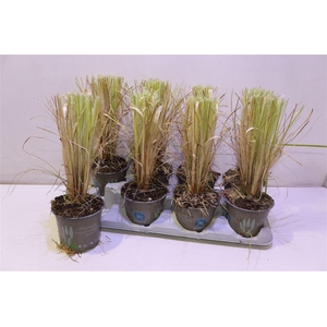 arr8 Corta Selloana White