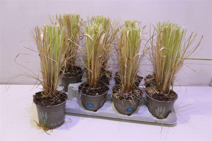 <h4>Corta Selloana</h4>