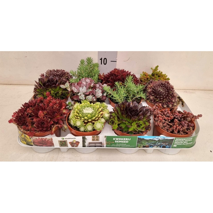 <h4>Rotsplanten   ...mix   [Rock plant]</h4>