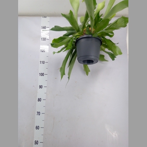 Platycerium bifurc. 'Netherlands'