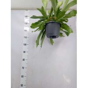 Platycerium bifurc. 'Netherlands'