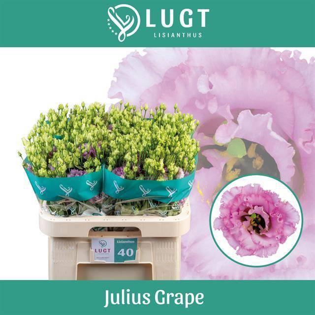 <h4>EUS G JULIUS GRAPE</h4>