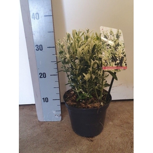 Euonymus japonicus 'Annies Spring'