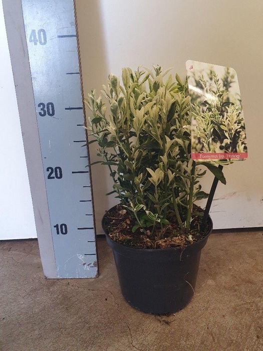 <h4>Euonymus japonicus 'Annies Spring'</h4>