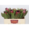 Protea Barbigera Early Mountain Queen
