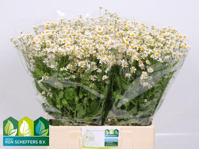 <h4>TANA PA CAMERON</h4>