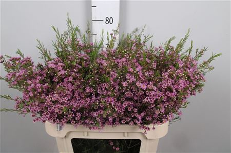 <h4>Chamelaucium unci. 'Michal'</h4>