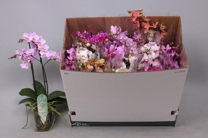 <h4>PHAL MF GEM 8 KL</h4>