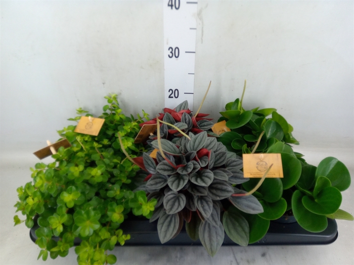 <h4>Peperomia   ...mix</h4>