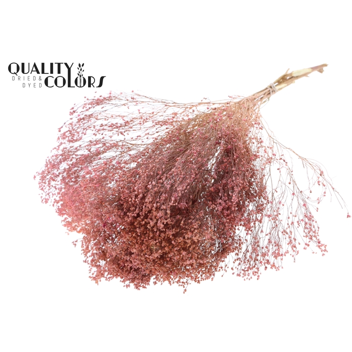 <h4>Broom Bloom p/bunch in poly Frosted Pink</h4>