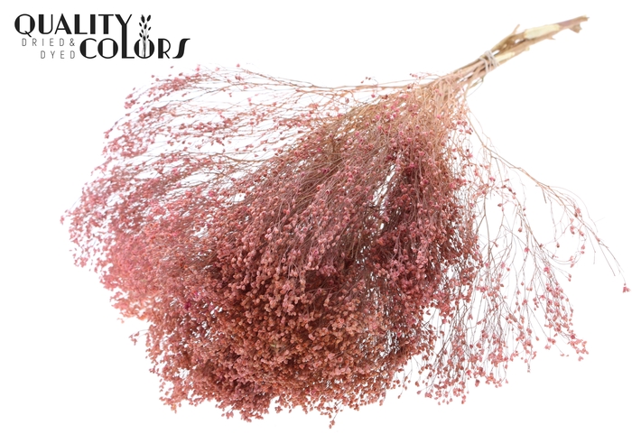 Broom Bloom p/bunch in poly Frosted Pink