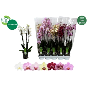 PHAL GEM 7 KL