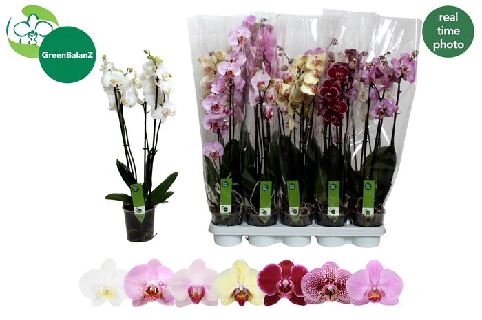 <h4>PHAL GEM 7 KL</h4>
