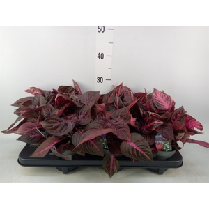 Iresine herbstii 'Rich Redstar'