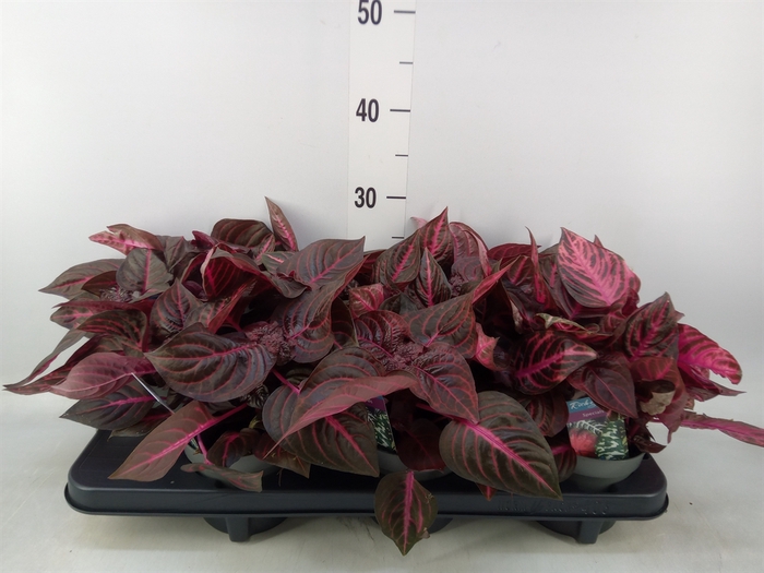 <h4>Iresine herbstii 'Rich Redstar'</h4>