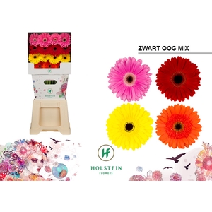 Gerbera Mix Zwart Hart Diamond