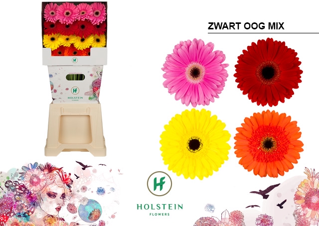 Gerbera Mix Zwart Hart Diamond