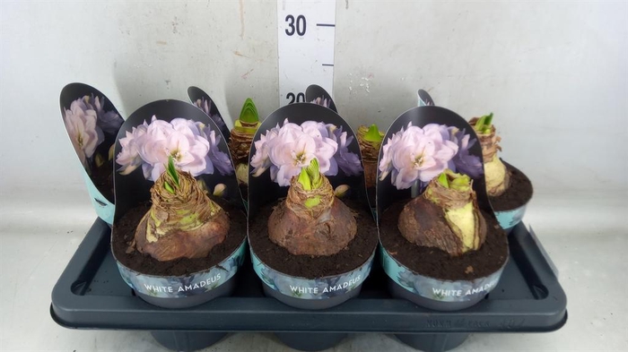 <h4>Hippeastrum DG 'White Amadeus'</h4>