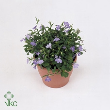 Lobelia erin. 'SummLov Sky Angel'