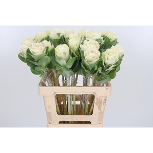 Brassica White Crane