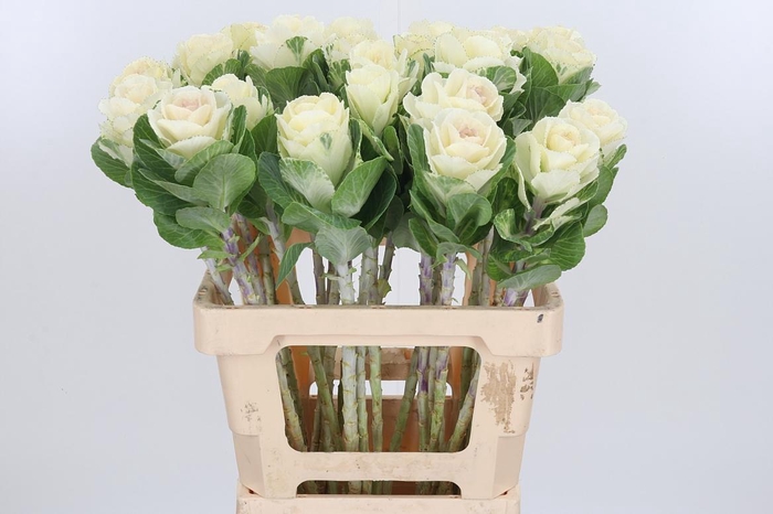 <h4>Brassica White Crane</h4>