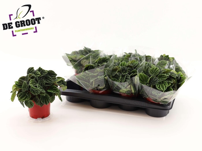 <h4>PEP CA LILIAN</h4>