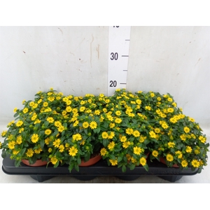 Sanvitalia  'Yellow Beauty'