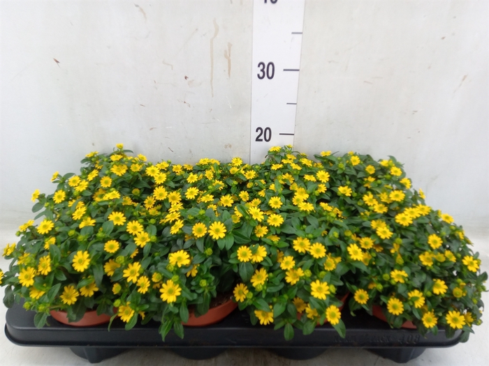 <h4>Sanvitalia  'Yellow Beauty'</h4>