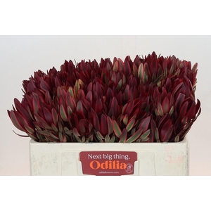 Leucadendron Jester