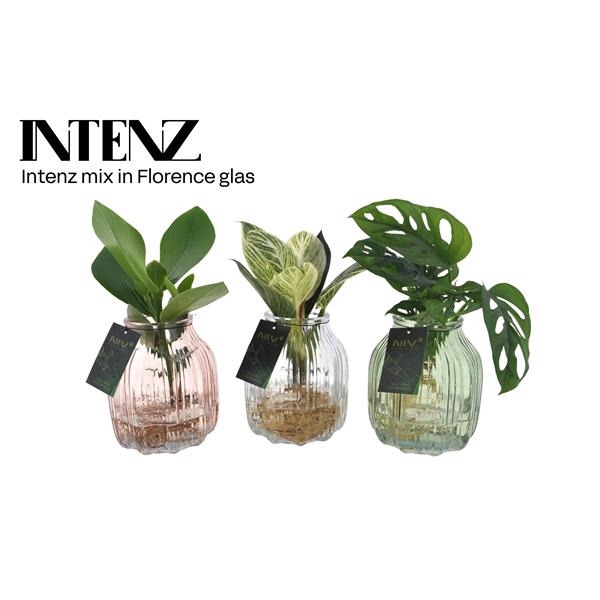 <h4>Intenz mix in Florence glas - levertijd: 24 uur</h4>