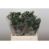 Anigozanthos Celebrations Firework