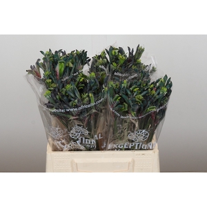Anigozanthos Celebrations Firework