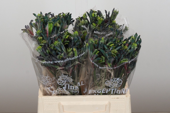 <h4>Anigozanthos Celebrations Firework</h4>