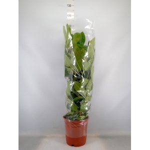 Schefflera actin. 'Amate'