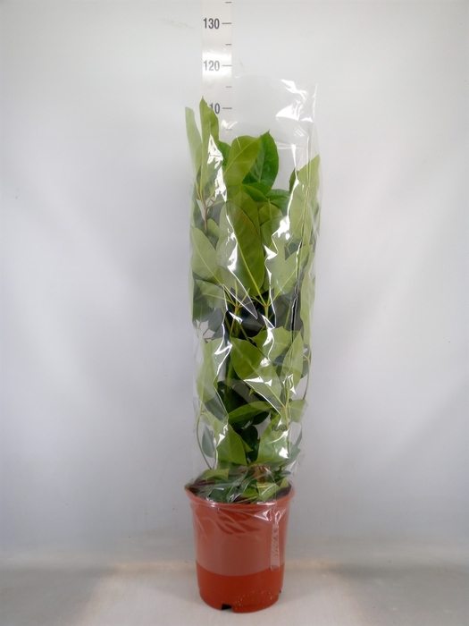 <h4>Schefflera actin. 'Amate'</h4>